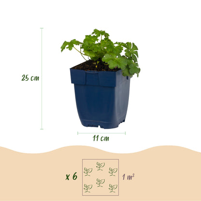 Storchschnabel 'Cambridge' – Geranium – Hellrosa – Topf Ø11cm – Ansicht 3