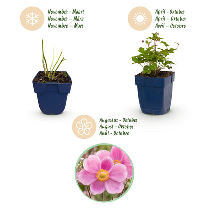 Herbst-Anemone 'Splendens' – Dunkelrosa – Topf Ø11cm – Ansicht 4