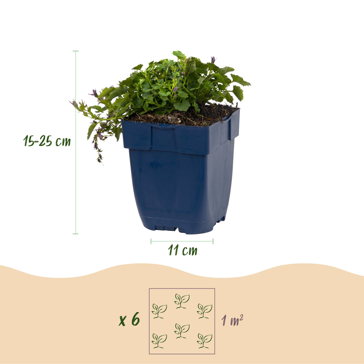 Hängepolster-Glockenblume 'Stella' – Lila – Topf Ø11cm – Ansicht 3