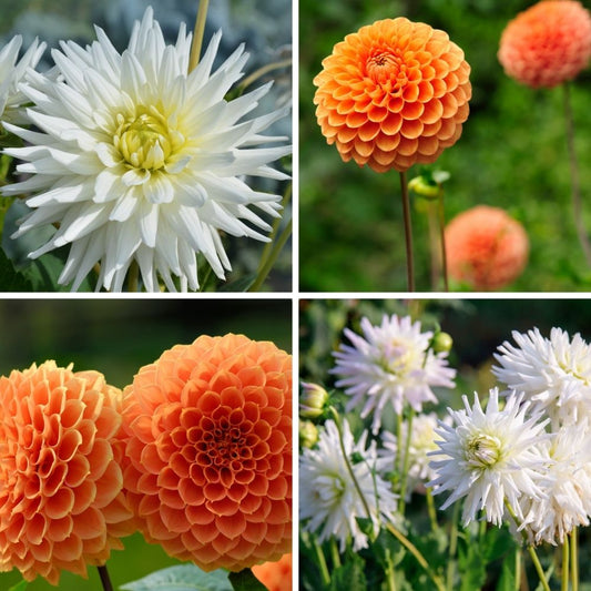 Dahlien-Mix 'Orange Pride' – Playa Blanca & Ralphie, 12 Knollen