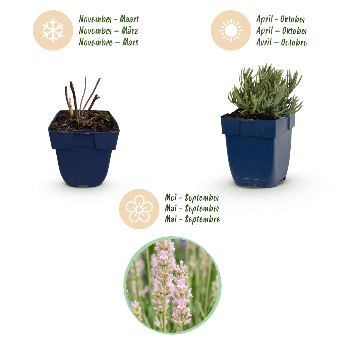 Lavendel 'Rosea' – Rosa – Topf Ø11cm – Ansicht 4