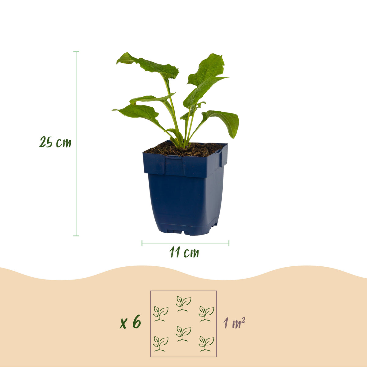 Sonnenhut 'Alba' – Echinacea purpurea – Weiß – Topf Ø11cm – Ansicht 3