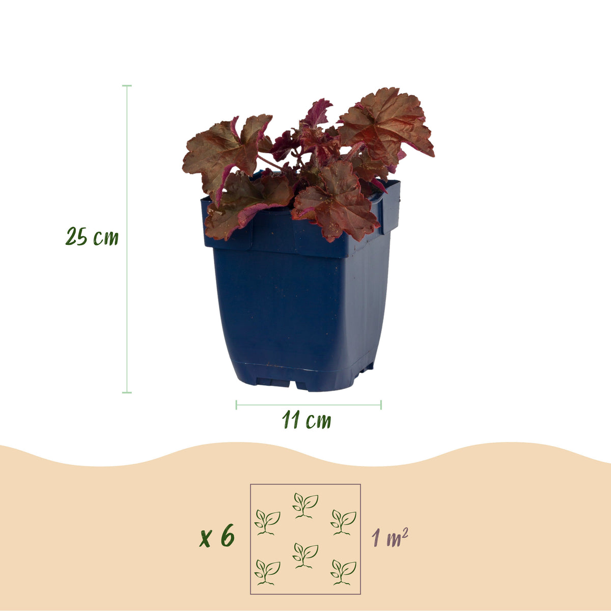 Purpurglöckchen 'Palace Purple' – Lila – Topf Ø11cm – Ansicht 3