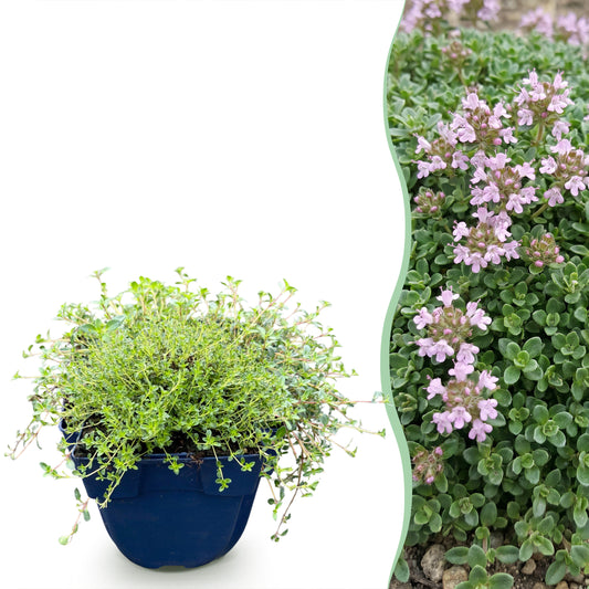 Kriech-Thymian 'Minor' – Rosa – Topf Ø11cm