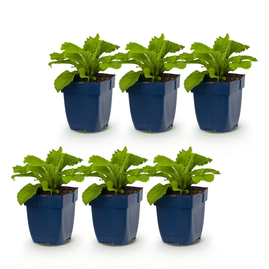 Fingerhut 'Digitalis Tricolour' – Rosa-Violett-Weiß – Topf Ø11cm – Ansicht 2