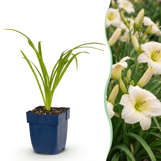 Taglilie 'Arctic Snow' – Creme – Topf Ø11cm