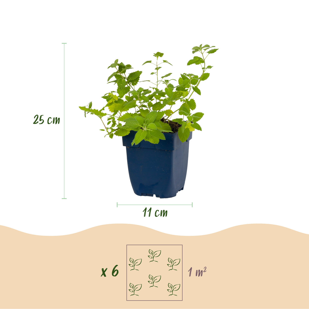 Katzenminze 'Nepeta faassenii' – Lila – Topf Ø11cm – Ansicht 3