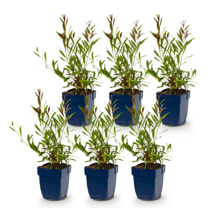 Prachtkerze 'Gaura Duo' – Rosa-Weiß – Topf Ø11cm – Ansicht 2