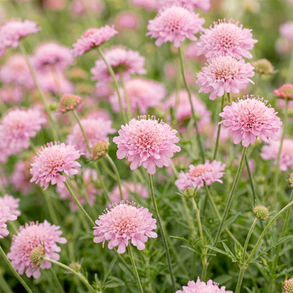 Tauben-Skabiose 'Pink Mist' – Scabiosa columbaria – Rosa – Topf Ø11cm – Ansicht 5