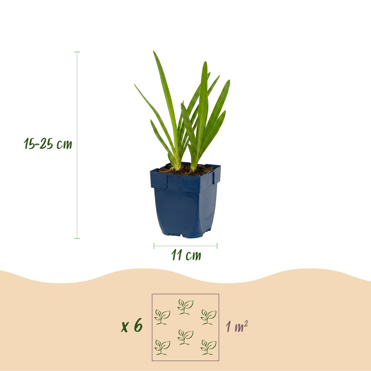 Schmucklilie 'Agapanthus africanus' – Blau – Topf Ø11cm – Ansicht 3
