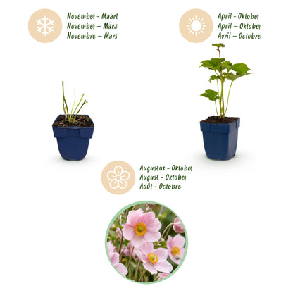 Herbst-Anemone 'Kön. Charlotte' – Rosa – Topf Ø11cm – Ansicht 4