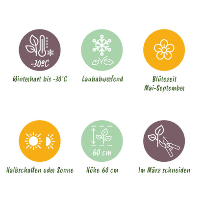 Katzenminze 'Tricolour' – Violett-Rosa-Weiß – Topf Ø11cm – Ansicht 7