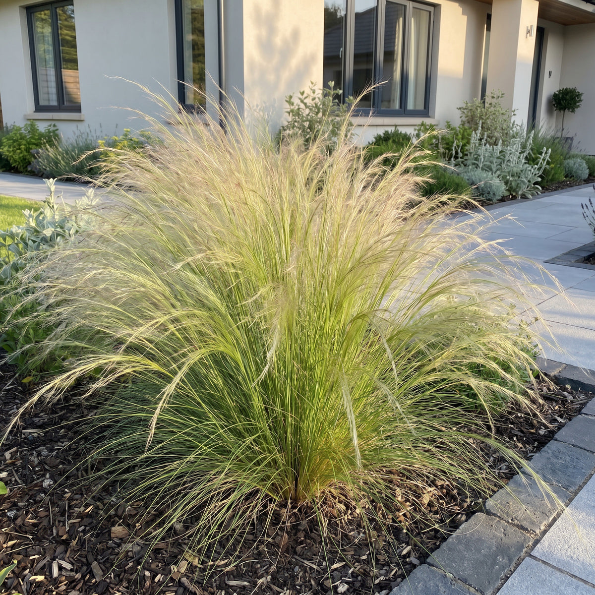 Federgras 'Ponytails' – Stipa tenuissima – Topf Ø11cm – Ansicht 6