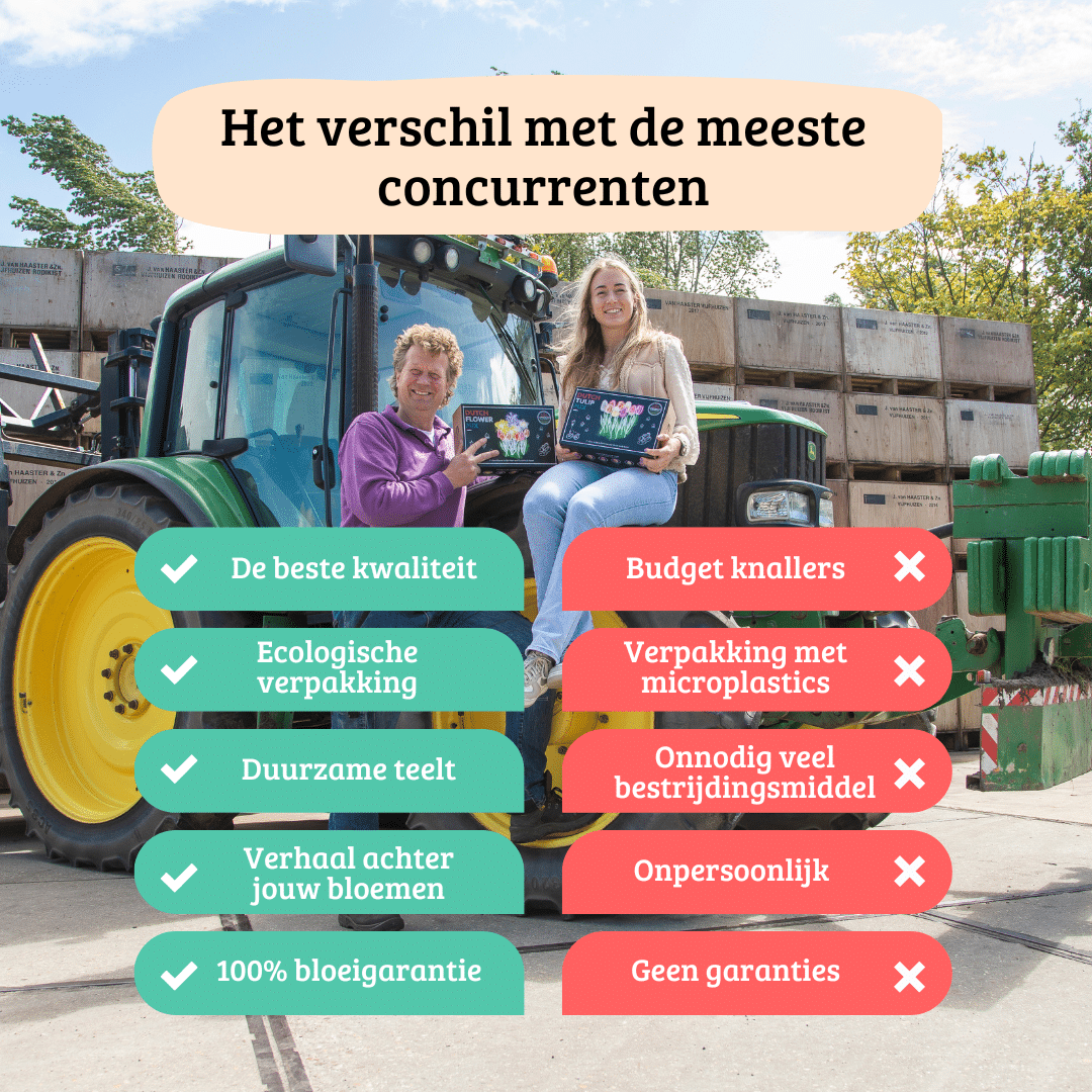 Dahlien-Knolle 'Mystery Day' – Großblumig – Ansicht 5