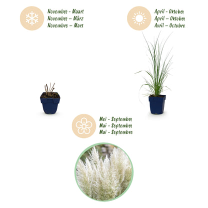 Zwerg-Pampasgras 'Cortaderia Pumila' – Grau – Topf Ø11cm – Ansicht 4