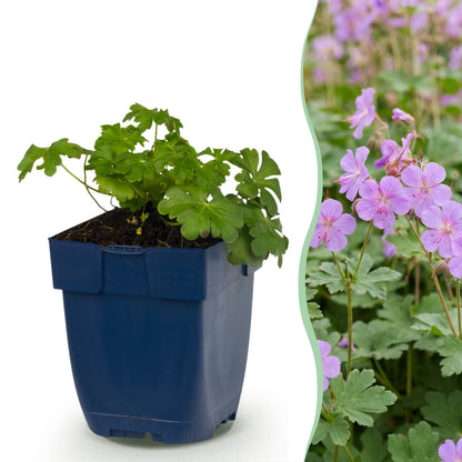 Storchschnabel 'Cambridge' – Geranium – Hellrosa – Topf Ø11cm