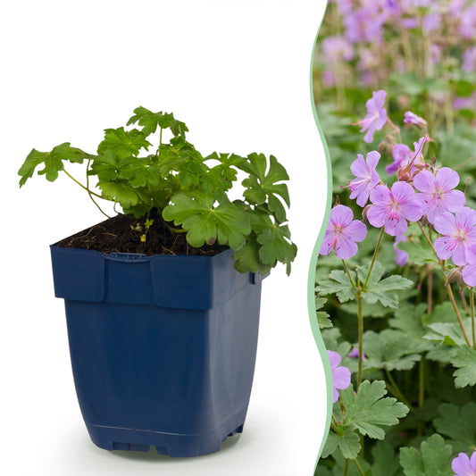 Storchschnabel 'Cambridge' – Geranium – Hellrosa – Topf Ø11cm