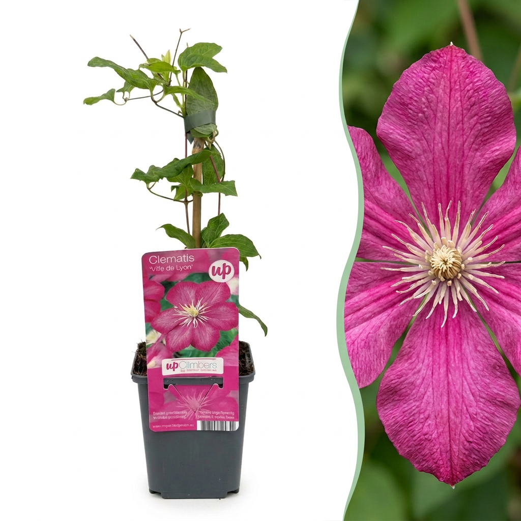 Clematis 'Ville de Lyon' (großblumig) – Rot, Ø9cm, ↕35cm