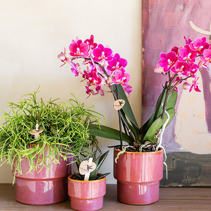 Kolibri Home 'Timeless' Übertopf – Rosa – Ø6cm – Ansicht 3