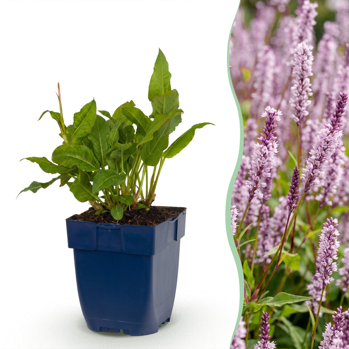 Knöterich 'Persicaria amplexicaulis Rosea' – Rosa – Topf Ø11cm