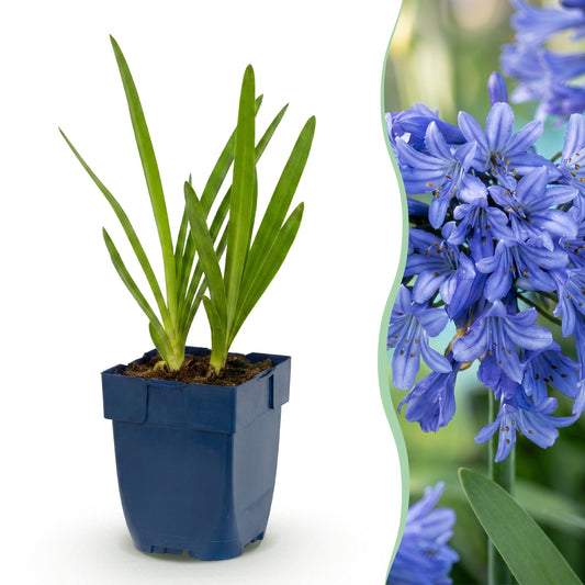 Schmucklilie 'Agapanthus africanus' – Blau – Topf Ø11cm
