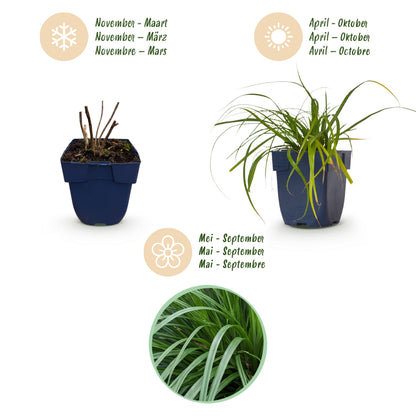 Japan-Segge 'Evergreen' – Grün – Topf Ø11cm – Ansicht 4