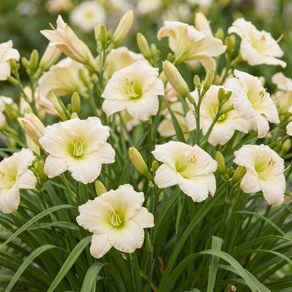 Taglilie 'Arctic Snow' – Creme – Ø11cm – Ansicht 5