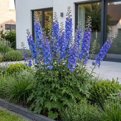 Rittersporn 'Delphinium Blue Bird' – Blau – Topf Ø11cm – Ansicht 6
