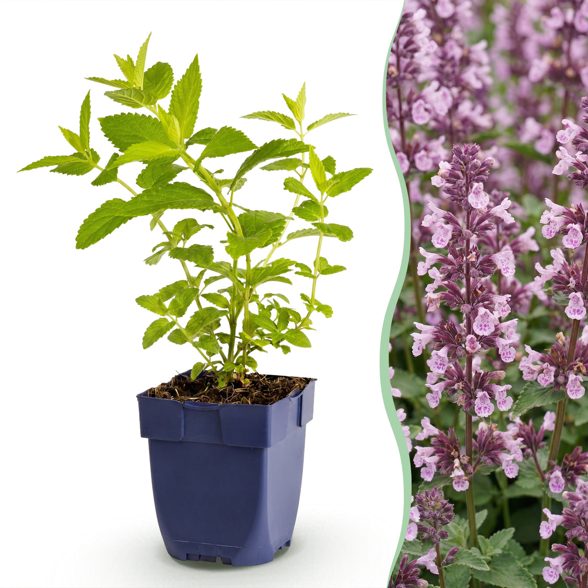 Katzenminze 'Wild Orchid' – Rosa – Topf Ø11cm