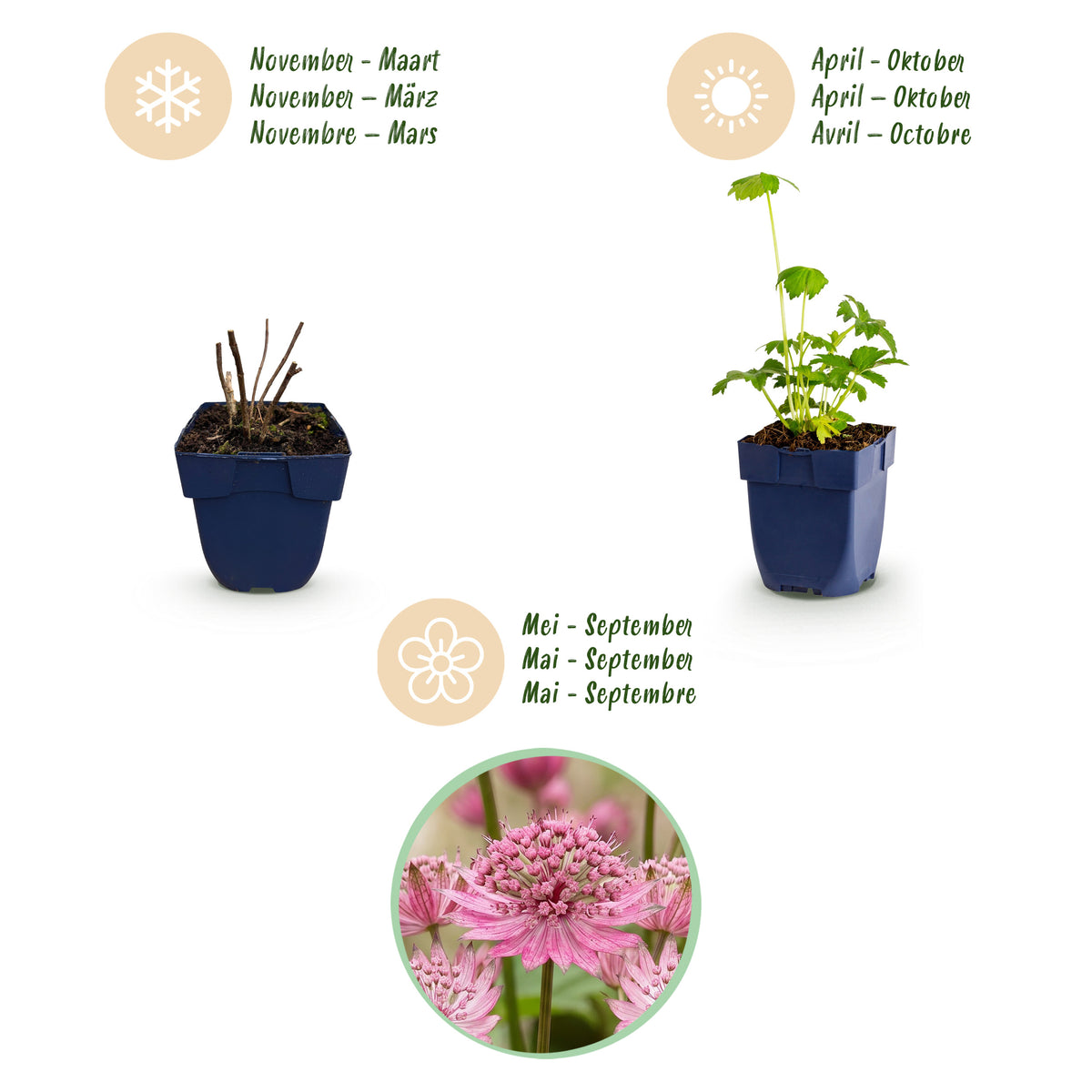 Sterndolde 'Astrantia major' – Weiß-Rosa – Topf Ø11cm – Ansicht 4