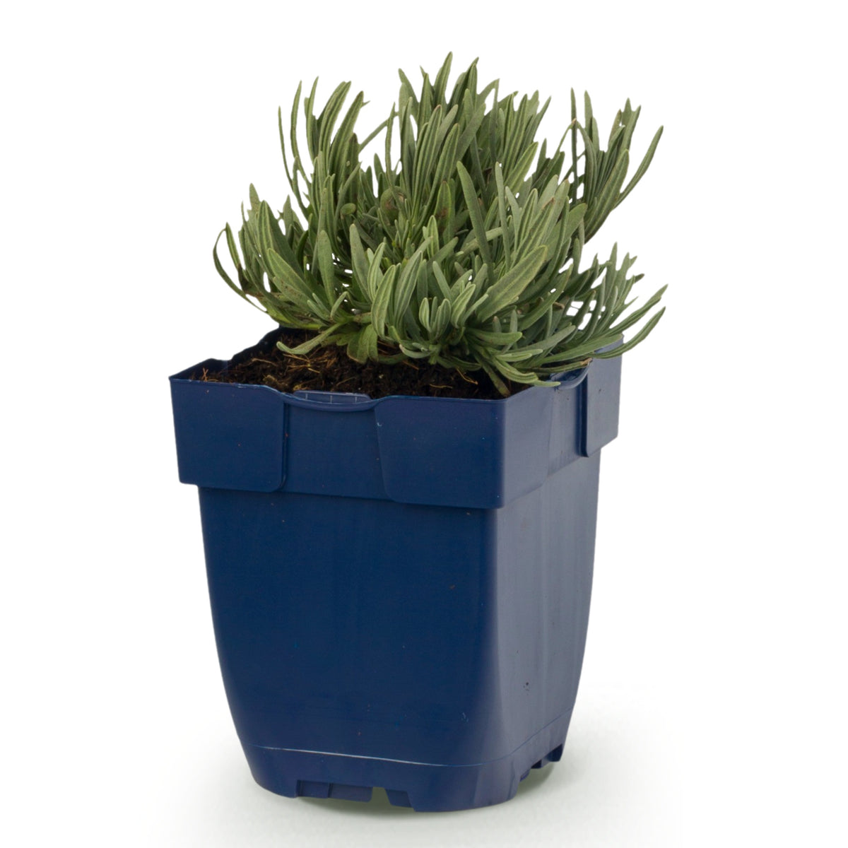 Lavendel 'Munstead' – Lila – Topf Ø11cm – Ansicht 2