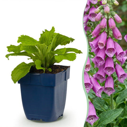 Fingerhut 'Dalmatian Purple' – Digitalis purpurea – Lila – Topf Ø11cm