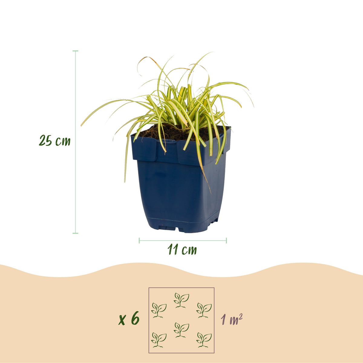 Japan-Segge 'Evergreen' – Grün – Topf Ø11cm – Ansicht 3