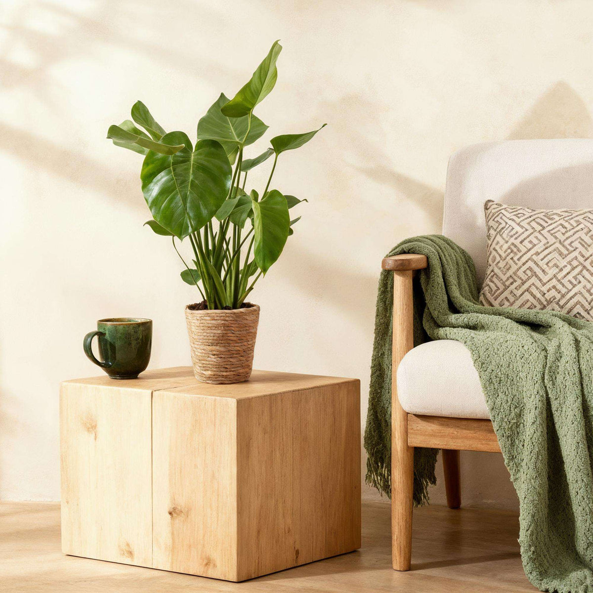 Monstera Deliciosa Fensterblatt Zimmerpflanze – Pflegeleichte Tropenpflanze 17cm – Höhe ca.50–55cm – Große dekorative Grünpflanze für Wohnzimmer & Büro