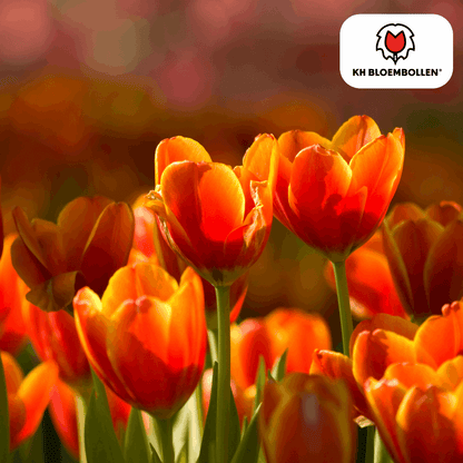 Tulpenzwiebeln Dafeng – 20 Stück – Orangefarbene Tulpen – Großblumig & elegant – Für Garten, Topf & Balkon 