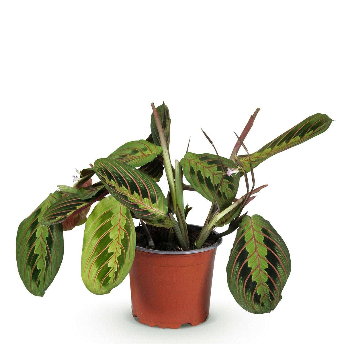 Maranta Fascinator Tricolour Gebetsblatt – Haustierfreundliche Zimmerpflanze 12cm – Höhe ca.25cm – Bunte Blattpflanze für Wohnzimmer Büro & Schlafzimmer
