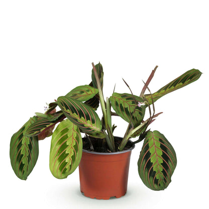 Maranta Fascinator Tricolour Gebetsblatt – Haustierfreundliche Zimmerpflanze 12cm – Höhe ca.25cm – Bunte Blattpflanze für Wohnzimmer Büro & Schlafzimmer