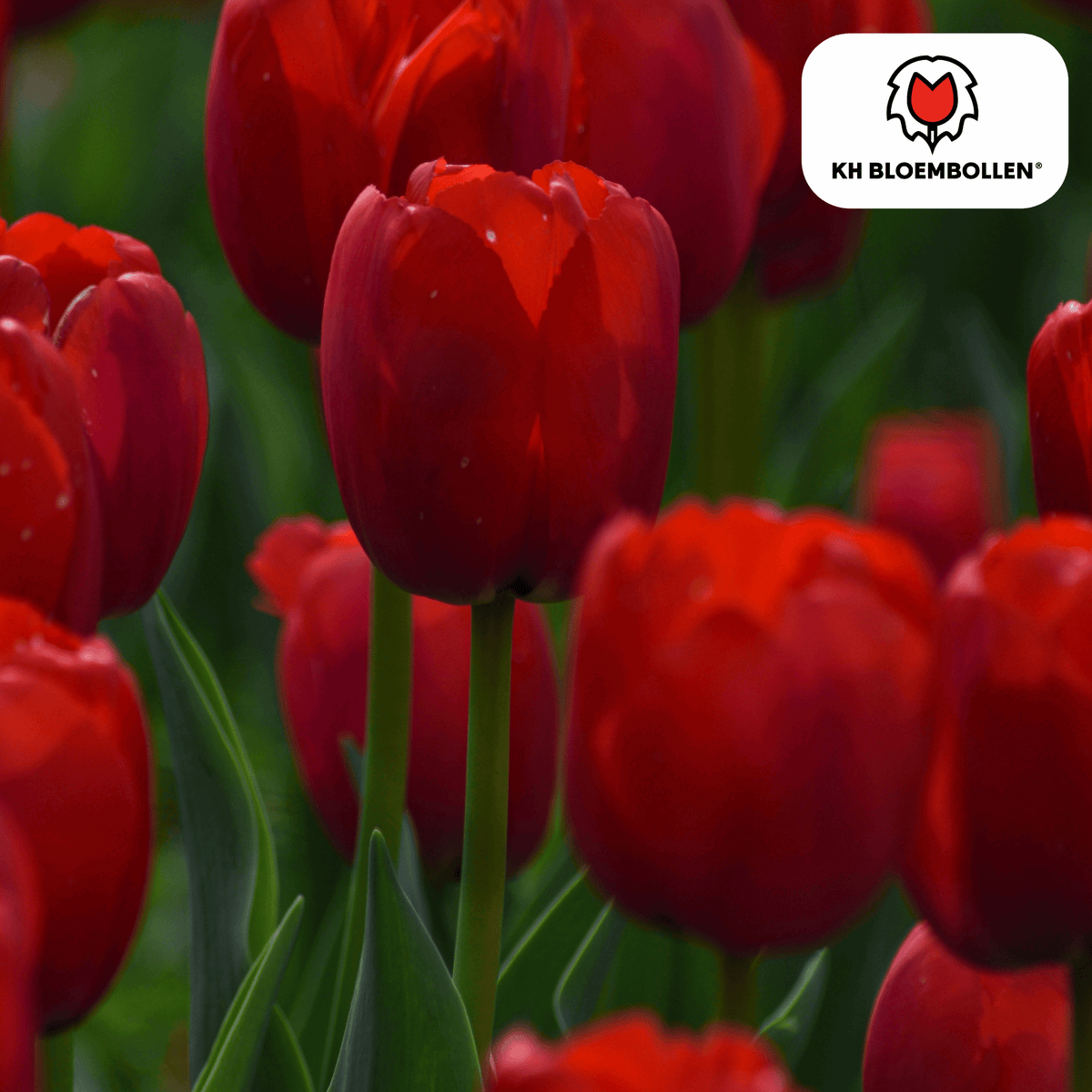 Tulpenzwiebeln Seadov – 20 Blumenzwiebeln– Tiefrote Tulpe mit gezacktem Blütenrand – Für Garten & Topf – Winterhart & pflegeleicht 