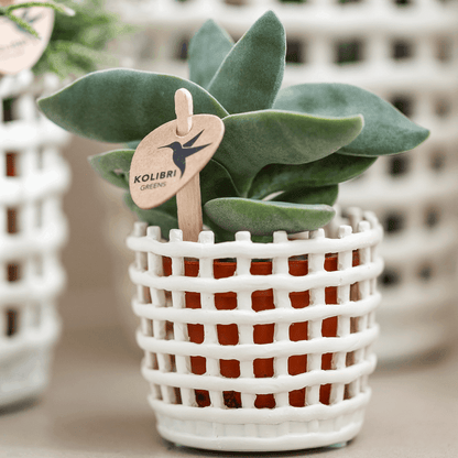 Mesh Ziertopf Ø6cm – Moderner Pflanztopf mit Strukturdesign – Dekorativer Übertopf für Mini Pflanzen & Sukkulenten
