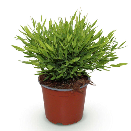 Bambus Pogonatherum Monica Bambusgras – Haustierfreundliche Zimmerpflanze 12cm – Höhe ca.20cm – Dekorative Grünpflanze für Wohnzimmer Büro & Homeoffice