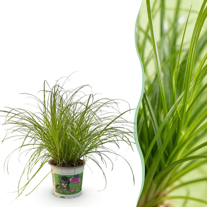 Cyperus alternifolius Zumula Katzenpflanze – Haustierfreundliche Zimmerpflanze 12cm – Höhe ca.20cm – Dekorative Grünpflanze für Wohnzimmer Büro & Fensterbank