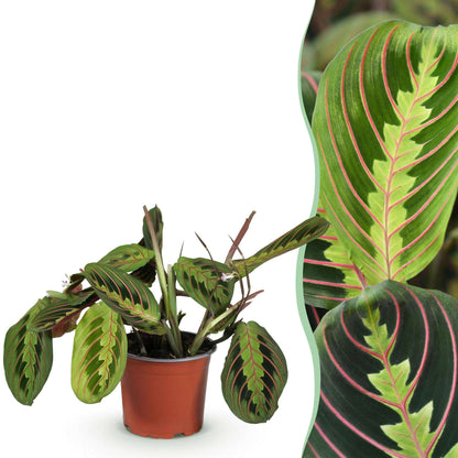 Maranta Fascinator Tricolour Gebetsblatt – Haustierfreundliche Zimmerpflanze 12cm – Höhe ca.25cm – Bunte Blattpflanze für Wohnzimmer Büro & Schlafzimmer