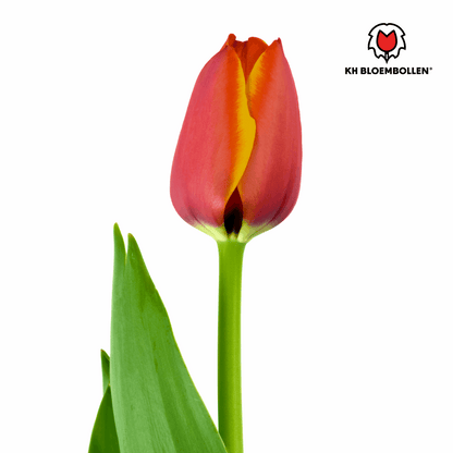 Tulpenzwiebeln Dafeng – 20 Stück – Orangefarbene Tulpen – Großblumig & elegant – Für Garten, Topf & Balkon 