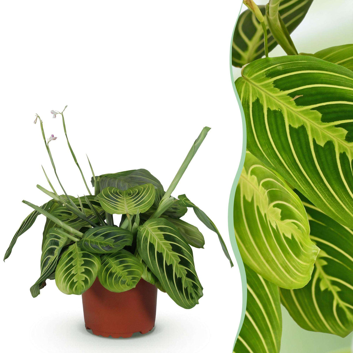Maranta Fascinator Lemon Lime Gebetspflanze – Haustierfreundliche Zimmerpflanze 12cm – Höhe ca.25cm – Dekorative Blattpflanze für Wohnzimmer & Büro