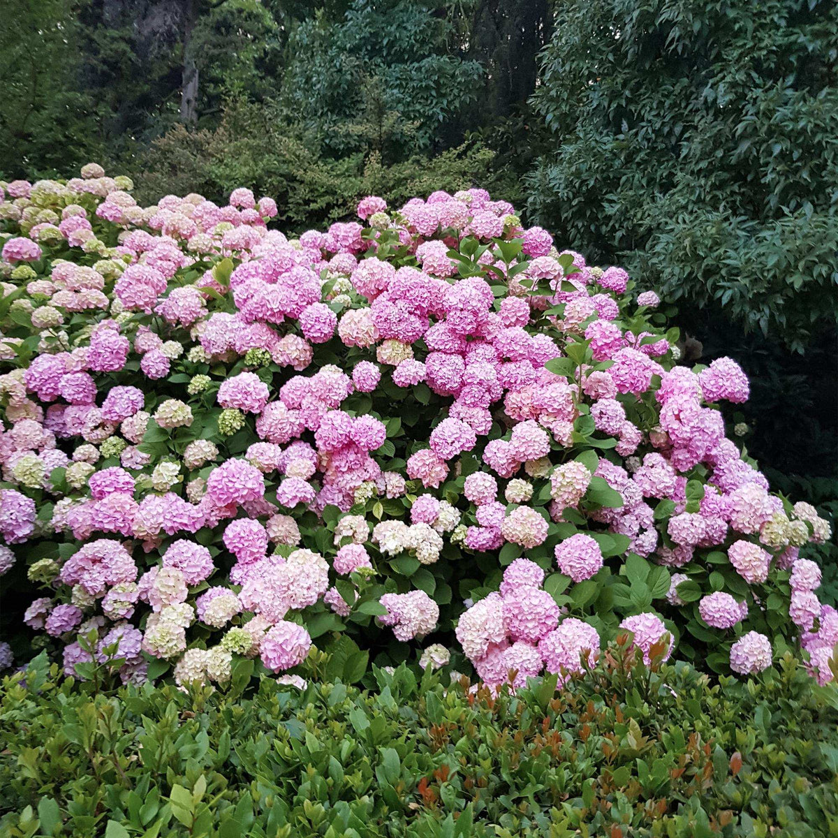 Hortensie – Hydrangea macrophylla Rosa – Blüte Rosa – Ø17cm – ↕30cm – Blühpflanze für Garten & Topf – Pflegeleicht & Laubabwerfend 