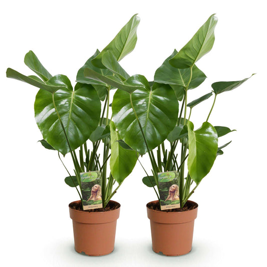 Monstera Deliciosa Fensterblatt Zimmerpflanze – 2 Pflanzen 17cm – Höhe ca.50–55cm – Pflegeleichte Tropenpflanze mit großen Blättern für Wohnzimmer & Büro