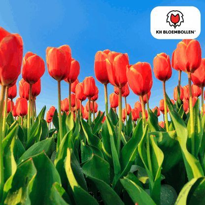 Tulpenzwiebeln Dafeng – 20 Stück – Orangefarbene Tulpen – Großblumig & elegant – Für Garten, Topf & Balkon 