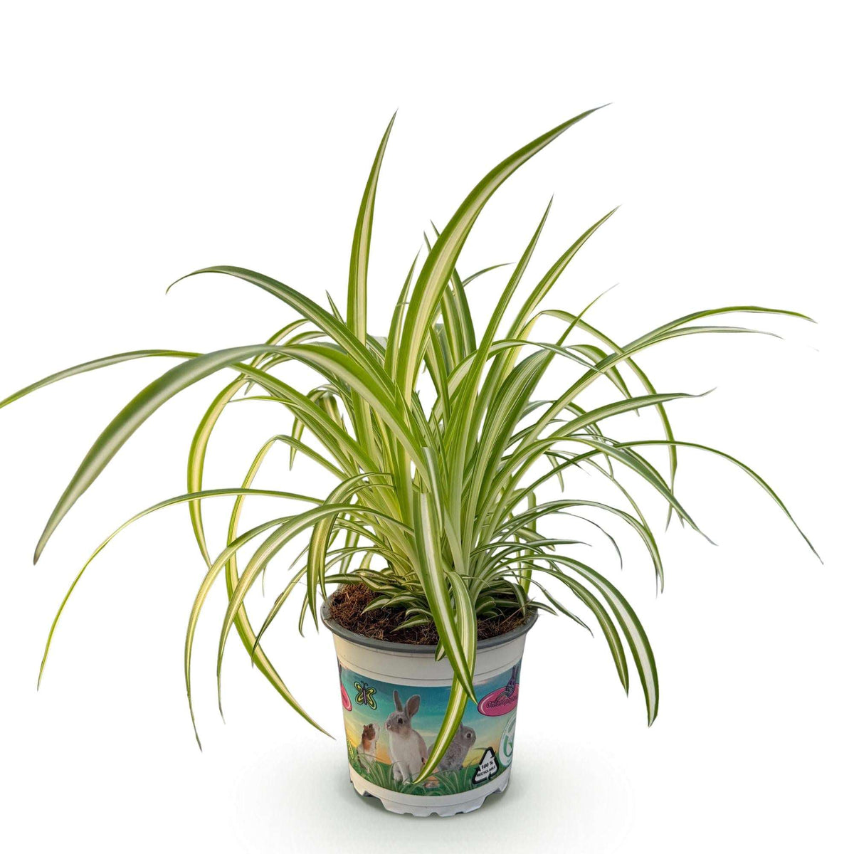 Grünlilie Chlorophytum comosum Variegatum – Bunte Graslilie Zimmerpflanze – Haustierfreundlich 12cm – Höhe ca.20cm – Pflegeleichte Luftreinigende Pflanze