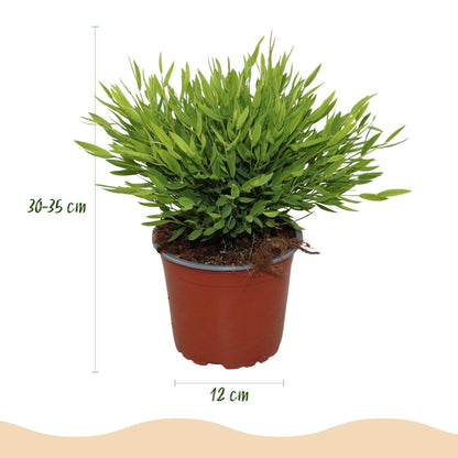 Bambus Pogonatherum Monica Bambusgras – Haustierfreundliche Zimmerpflanze 12cm – Höhe ca.20cm – Dekorative Grünpflanze für Wohnzimmer Büro & Homeoffice