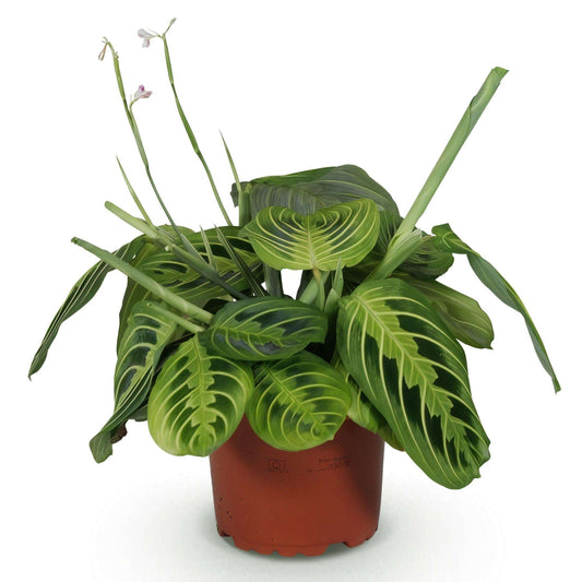 Maranta Fascinator Lemon Lime Gebetspflanze – Haustierfreundliche Zimmerpflanze 12cm – Höhe ca.25cm – Dekorative Blattpflanze für Wohnzimmer & Büro